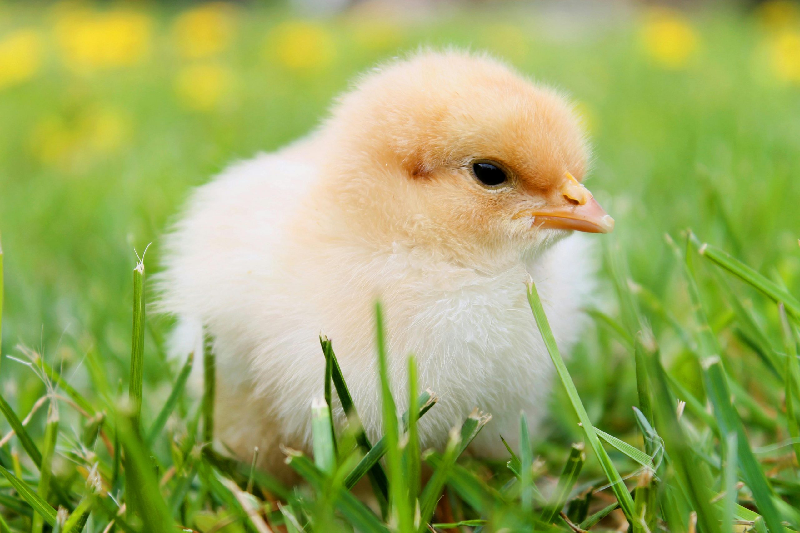 POLLITO BEBE incubacion incubacion aves quito norte sur finos