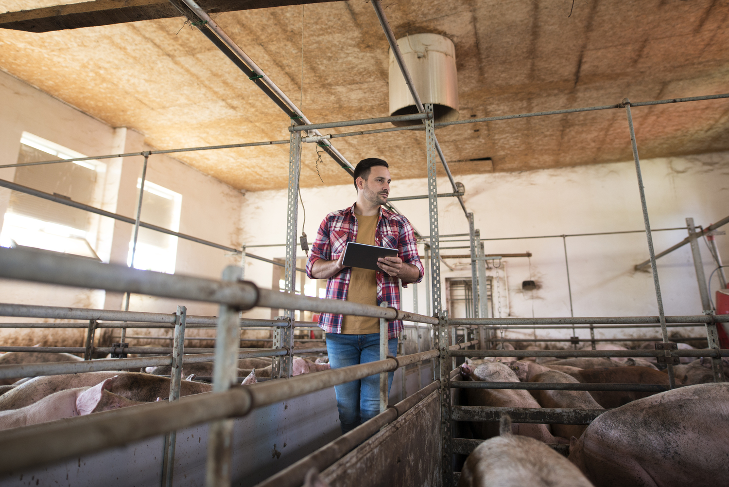 AGROPECUARIA veterinaria Incubacion avicultura maiz